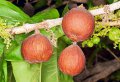 Vavangue - Vangueria madagascariensis